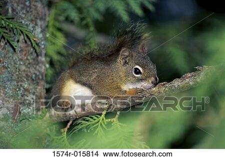 Red Squirrel View Large Photo Image Picture - Red Squirrel. Fotosearch