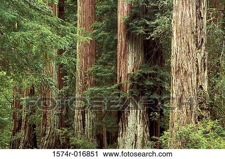 Stock Image - Redwood Trees Big Basin Redwood State Park California USA. Fotosearch