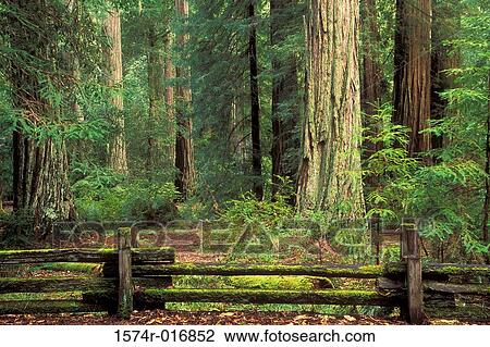 Stock Image - Redwood Trees Big Basin Redwood State Park California USA. Fotosearch