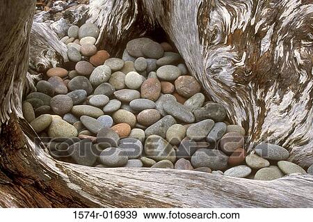 Rialto Beach Olympic National Park Washington, USA View Large Photo Image Stock Photo - Rialto Beach Olympic National Park Washington, USA. Fotosearch