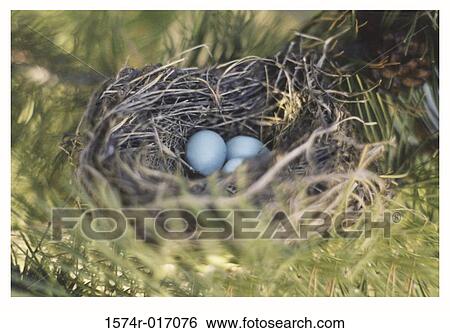 Stock Photograph - Robin's Nest. Fotosearch