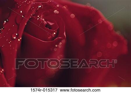 Stock Photo - Rose. Fotosearch