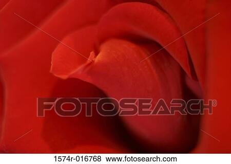 Rose View Large Photo Image Stock Photo - Rose. Fotosearch