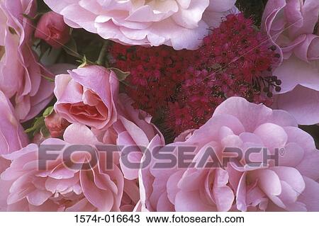 Roses Spiraea View Large Photo Image Stock Image - Roses Spiraea. Fotosearch