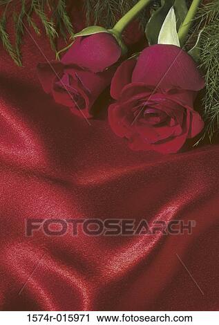 Roses View Large Photo Image Stock Image - Roses. Fotosearch