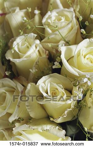 Roses View Large Photo Image Stock Photo - Roses. Fotosearch