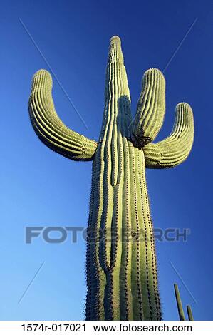 Saguaro Arizona USA View Large Photo Image Stock Image - Saguaro Arizona USA. Fotosearch