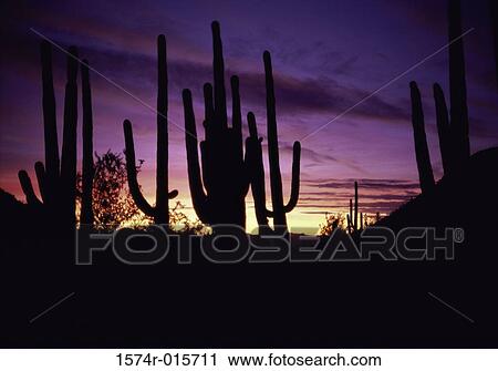 Saguaro Cactus Arizona USA View Large Photo Image Stock Image - Saguaro Cactus Arizona USA. Fotosearch