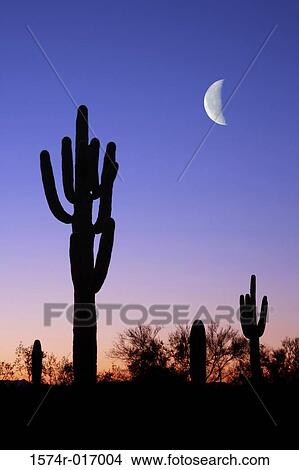 Saguaros Arizona USA View Large Photo Image Picture - Saguaros Arizona USA. Fotosearch