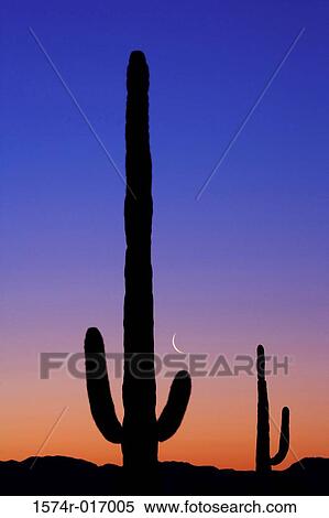 Saguaros Arizona USA View Large Photo Image Stock Photography - Saguaros Arizona USA. Fotosearch