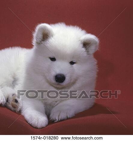 Samoyed View Large Photo Image Stock Image - Samoyed. Fotosearch