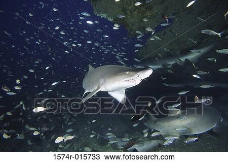 Sand Tiger Sharks View Large Photo Image Stock Image - Sand Tiger Sharks. Fotosearch