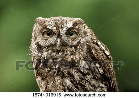 Stock Photography - Screech Owl. Fotosearch