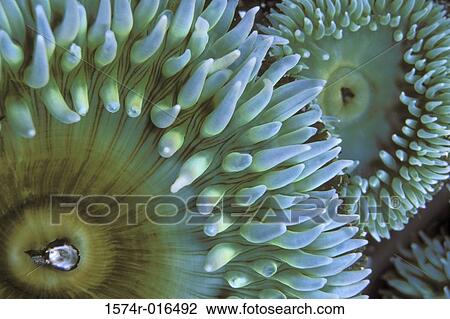 Sea Anemones View Large Photo Image Stock Image - Sea Anemones. Fotosearch
