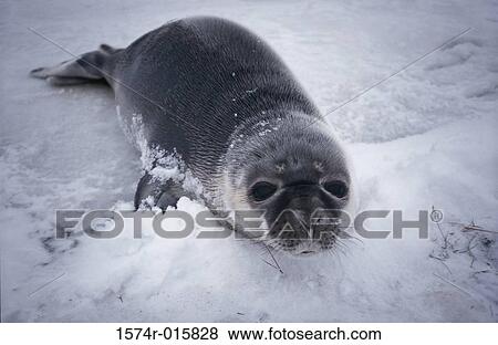 Seal View Large Photo Image Stock Photo - Seal. Fotosearch