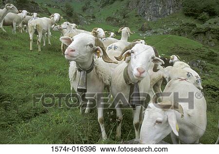 Sheep France View Large Photo Image Stock Photograph - Sheep France. Fotosearch