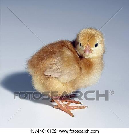 Side profile of a baby chicken View Large Photo Image Stock Image - Side profile of a baby chicken. Fotosearch