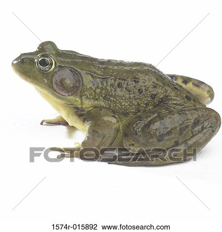 Side profile of a frog View Large Photo Image Stock Image - Side profile of a frog. Fotosearch