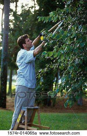 Side profile of a mid adult man pruning a tree View Large Photo Image Stock Image - Side profile of a mid adult man pruning a tree. Fotosearch