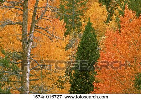 Stock Photo - Sierra Nevada Mountains California USA. Fotosearch