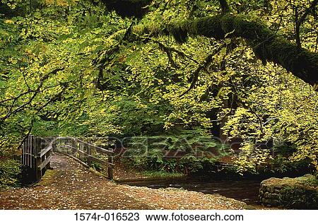 Silver Falls State Park Oregon USA View Large Photo Image Stock Image - Silver Falls State Park Oregon USA. Fotosearch