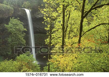 Silver Falls State Park Oregon USA View Large Photo Image Stock Image - Silver Falls State Park Oregon USA. Fotosearch