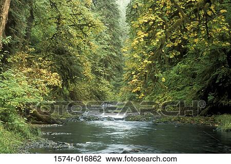 Stock Image - Silver Falls State Park Oregon USA. Fotosearch