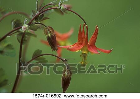 Stock Image - Sitka Columbine. Fotosearch