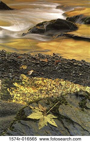 Stock Photography - Skokomish River Olympic National Park Washington USA. Fotosearch