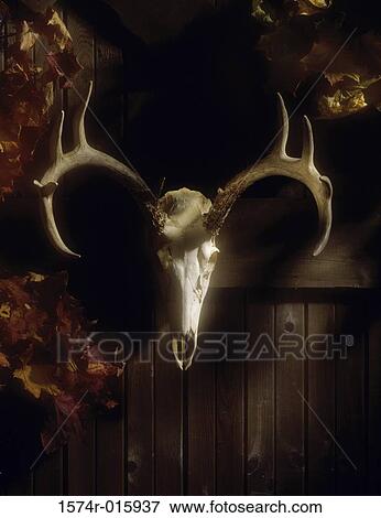 Stock Photo - Skull of a deer mounted on a wall. Fotosearch