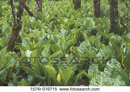 Skunk Cabbages Oregon USA View Large Photo Image Stock Photography - Skunk Cabbages Oregon USA. Fotosearch