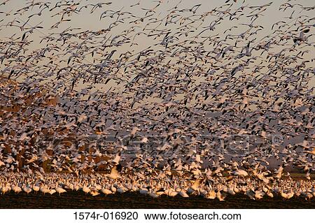 Snow Geese View Large Photo Image Stock Image - Snow Geese. Fotosearch