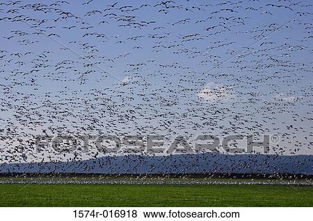 Stock Photo - Snow Geese. Fotosearch