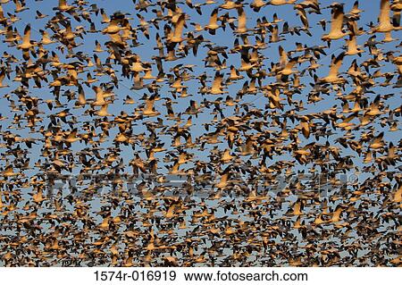 Snow Geese View Large Photo Image Stock Photo - Snow Geese. Fotosearch