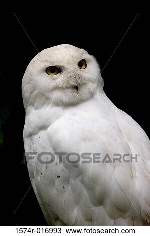 Snowy Owl View Large Photo Image Stock Image - Snowy Owl. Fotosearch