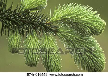 Stock Photo - Spruce. Fotosearch