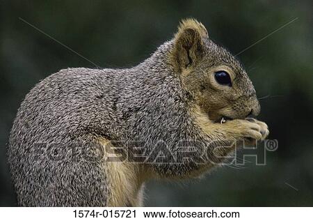 Squirrel View Large Photo Image Stock Image - Squirrel. Fotosearch