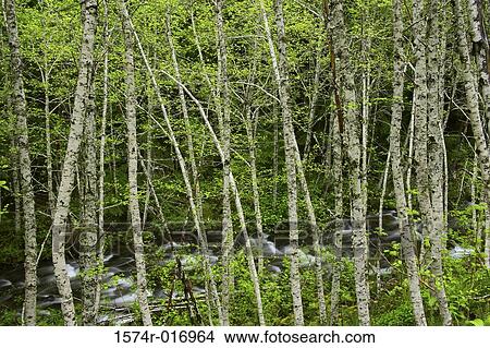 Still Creek Mount Hood National Forest Oregon, USA View Large Photo Image Picture - Still Creek Mount Hood National Forest Oregon, USA. Fotosearch