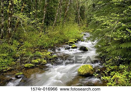 Stock Photograph - Still Creek Mount Hood National Forest Oregon, USA. Fotosearch
