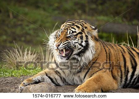 Sumatran Tiger View Large Photo Image Stock Photo - Sumatran Tiger. Fotosearch