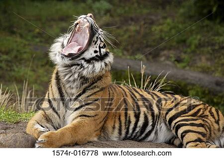 Stock Photo - Sumatran Tiger. Fotosearch