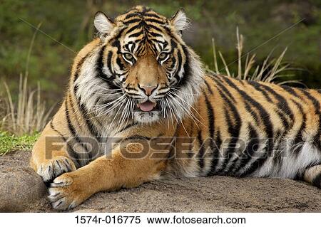 Sumatran Tiger View Large Photo Image Stock Photography - Sumatran Tiger. Fotosearch