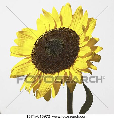 Sunflower View Large Photo Image Stock Image - Sunflower. Fotosearch
