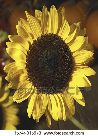 Stock Image - Sunflower. Fotosearch