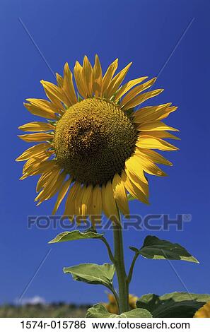 Sunflower View Large Photo Image Stock Photograph - Sunflower. Fotosearch