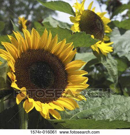Sunflowers View Large Photo Image Stock Image - Sunflowers. Fotosearch