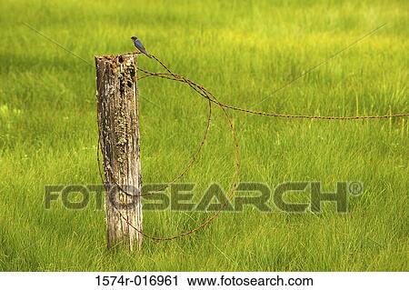 Swallow View Large Photo Image Stock Image - Swallow. Fotosearch