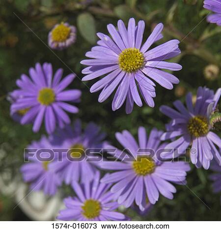 Swan River Daisies View Large Photo Image Stock Image - Swan River Daisies. Fotosearch