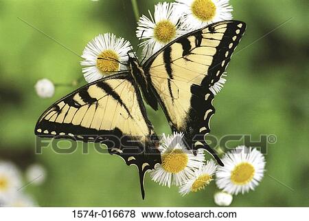 Tiger Swallowtail View Large Photo Image Stock Photo - Tiger Swallowtail. Fotosearch