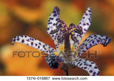 Toad Lily View Large Photo Image Stock Photo - Toad Lily. Fotosearch